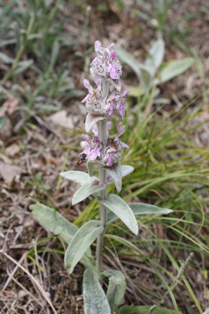 Image of Stachys velata specimen.