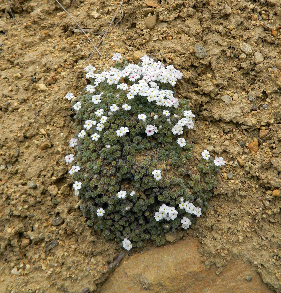 Image of Androsace barbulata specimen.