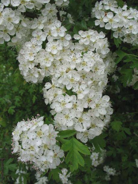 Image of Crataegus monogyna specimen.