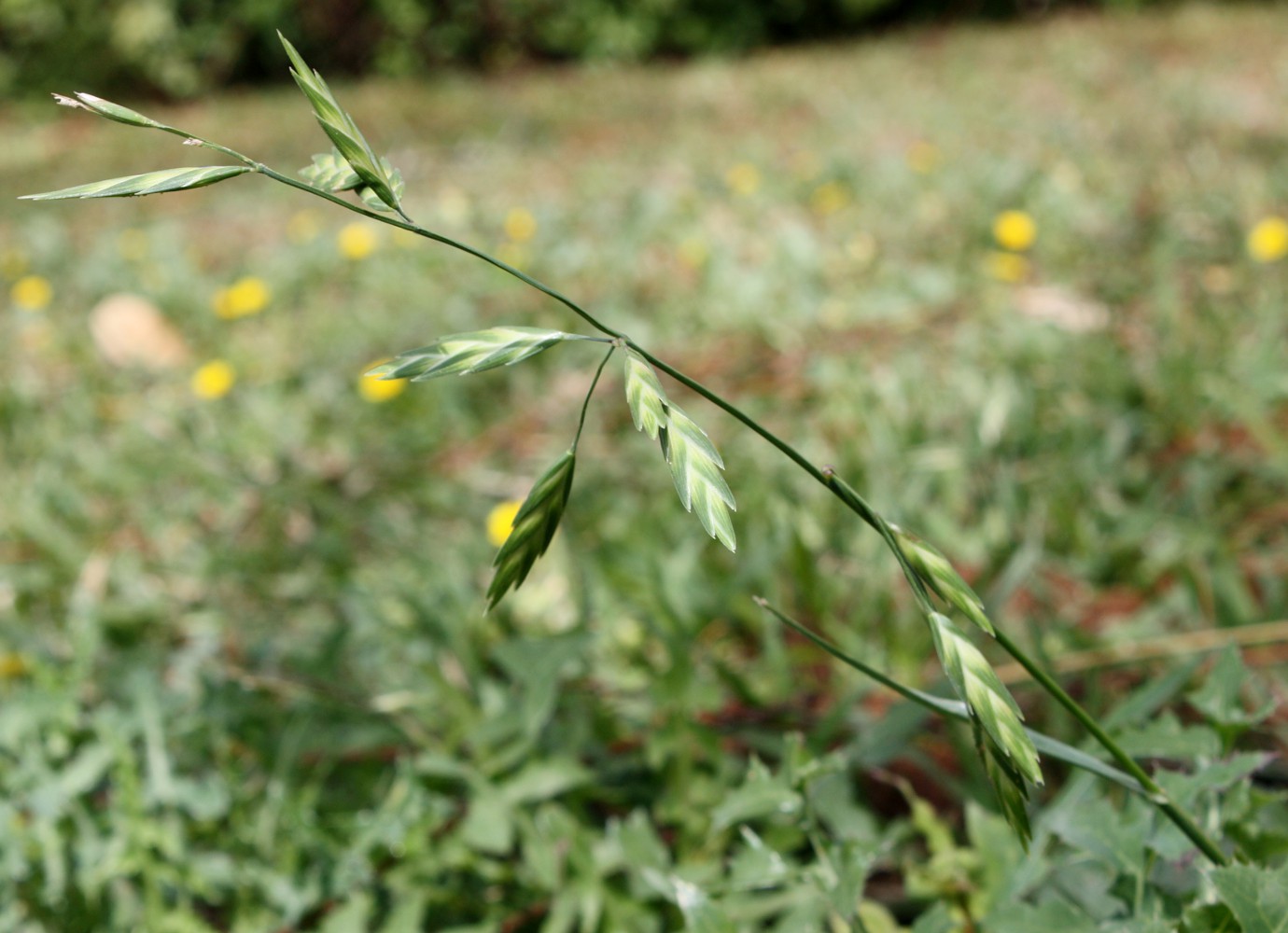 Изображение особи Ceratochloa cathartica.