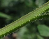 Asperugo procumbens