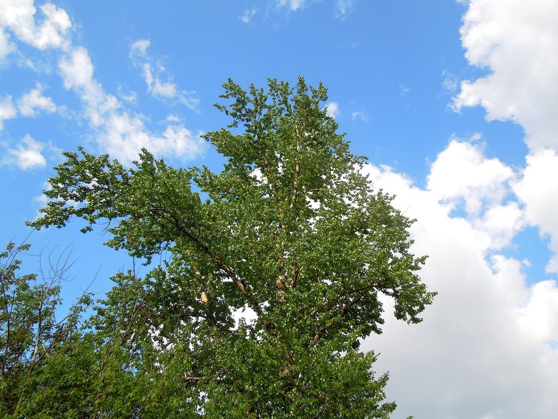 Image of Populus &times; sibirica specimen.