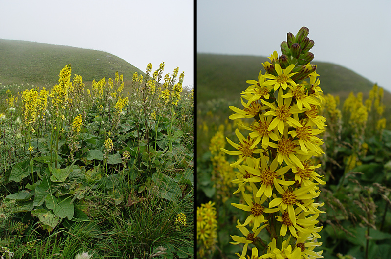 Image of Ligularia subsagittata specimen.