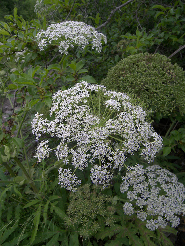 Изображение особи род Heracleum.