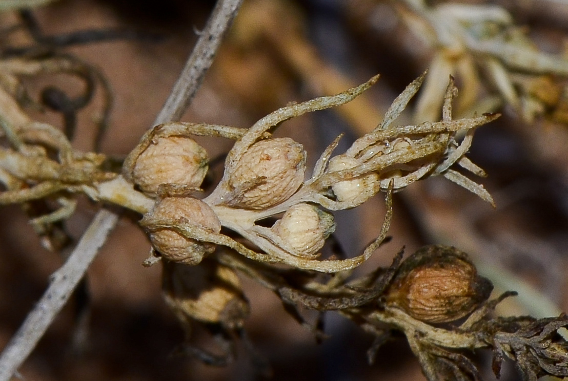 Image of Thesium humile specimen.