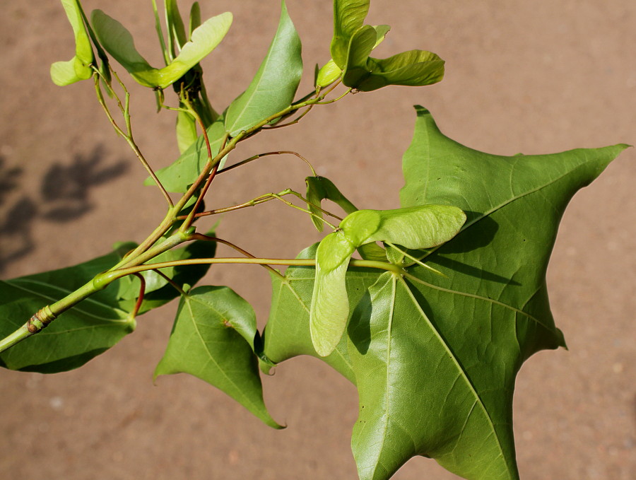 Image of Acer cappadocicum specimen.