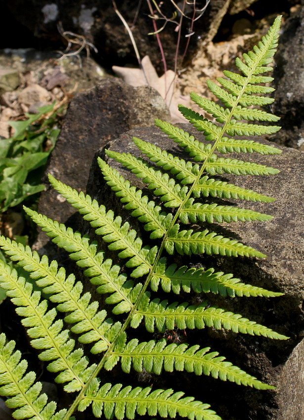 Image of Dryopteris filix-mas specimen.