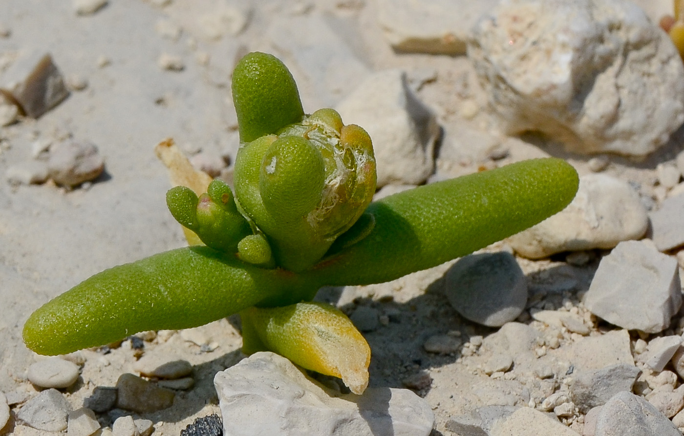 Image of Mesembryanthemum cryptanthum specimen.