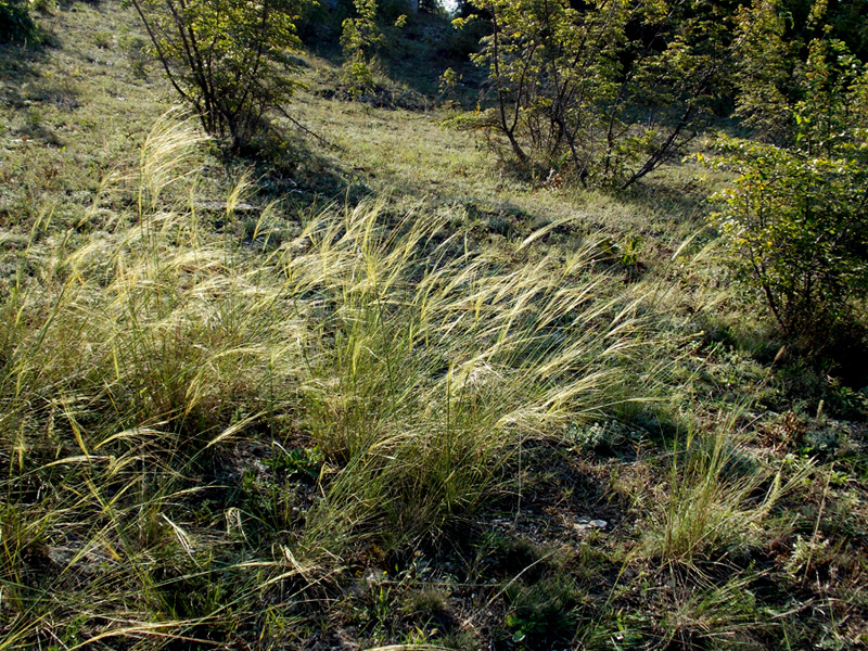 Изображение особи Stipa capillata.