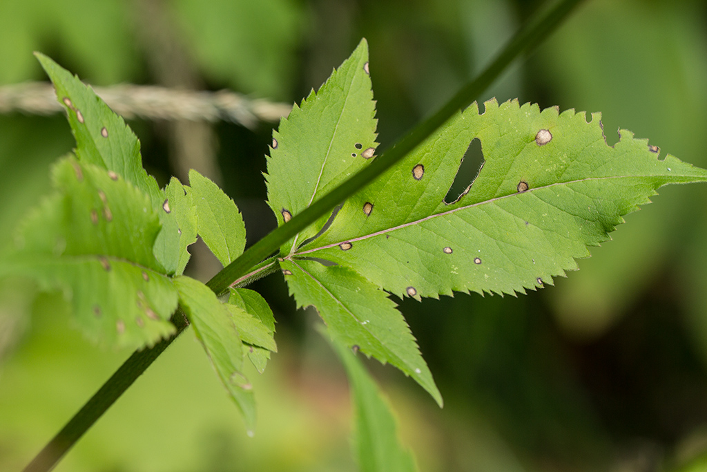 Image of Cephalaria calcarea specimen.