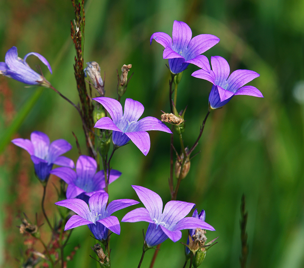 Изображение особи Campanula patula.