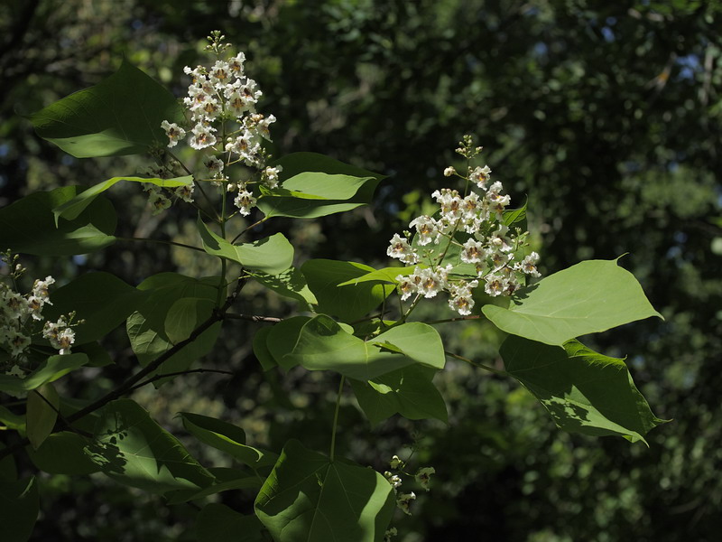 Image of Catalpa ovata specimen.