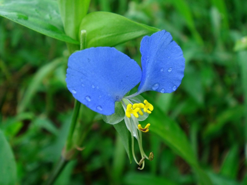 Image of Commelina communis specimen.