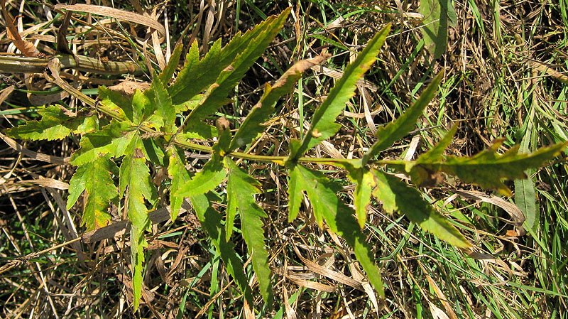 Image of Pastinaca sativa specimen.