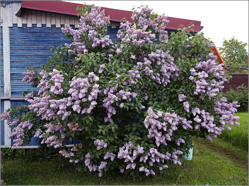 Изображение особи Syringa vulgaris.