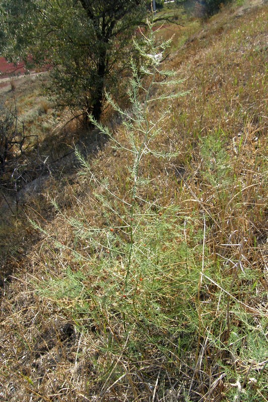 Image of Asparagus officinalis specimen.