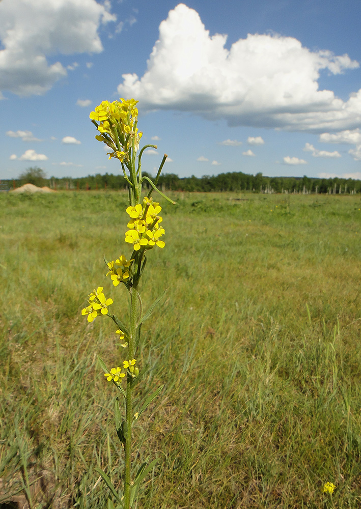 Изображение особи Erysimum hieraciifolium.