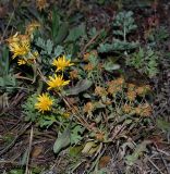 Grindelia squarrosa