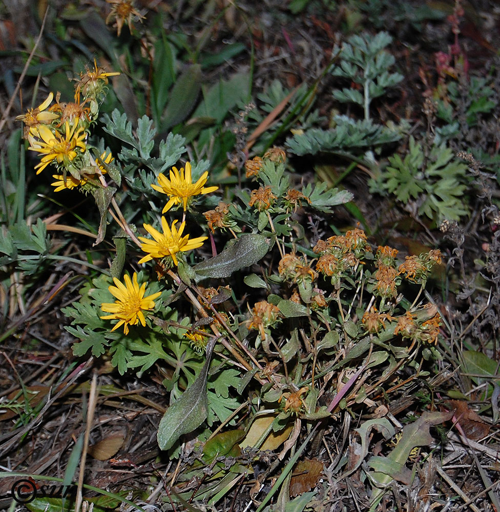 Image of Grindelia squarrosa specimen.