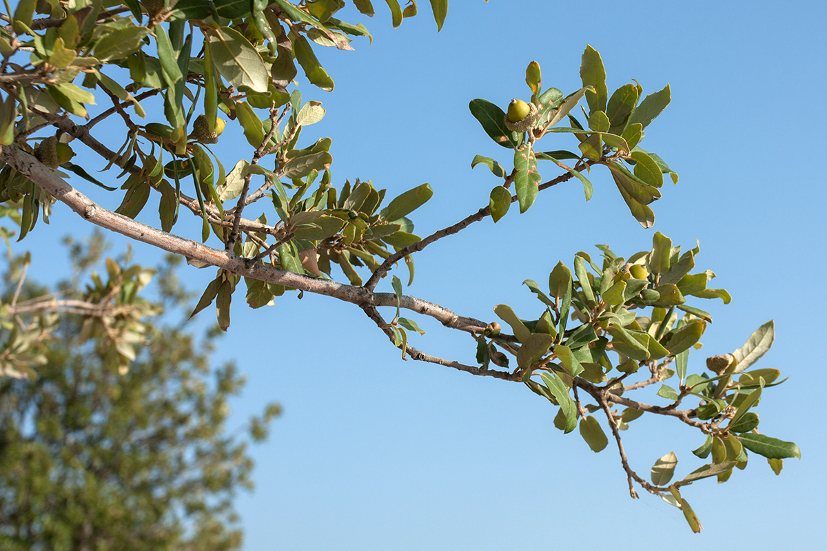 Изображение особи Quercus ilex.