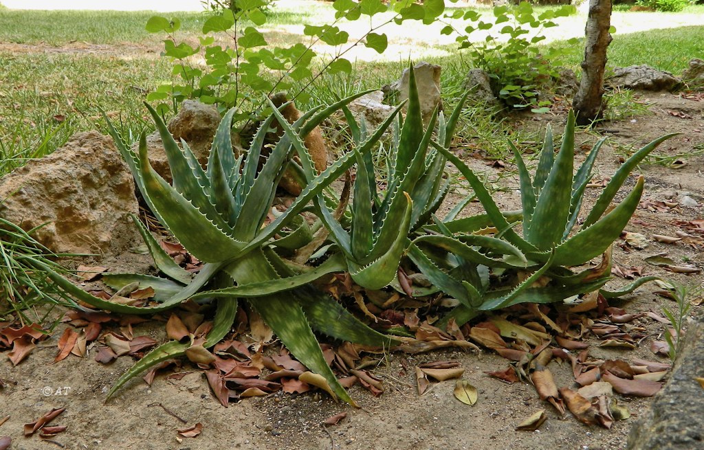 Изображение особи Aloe maculata.