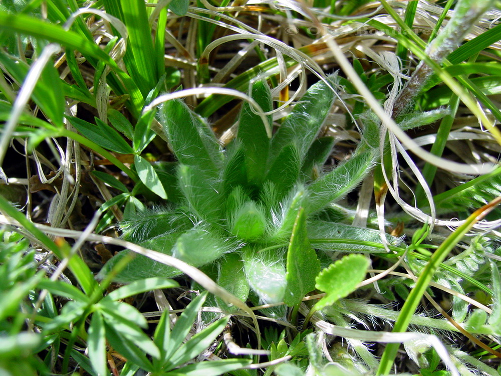 Image of Eritrichium caucasicum specimen.