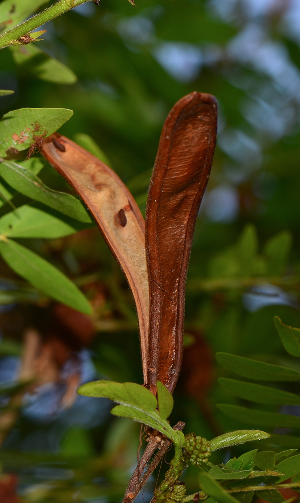 Image of Calliandra haematocephala specimen.