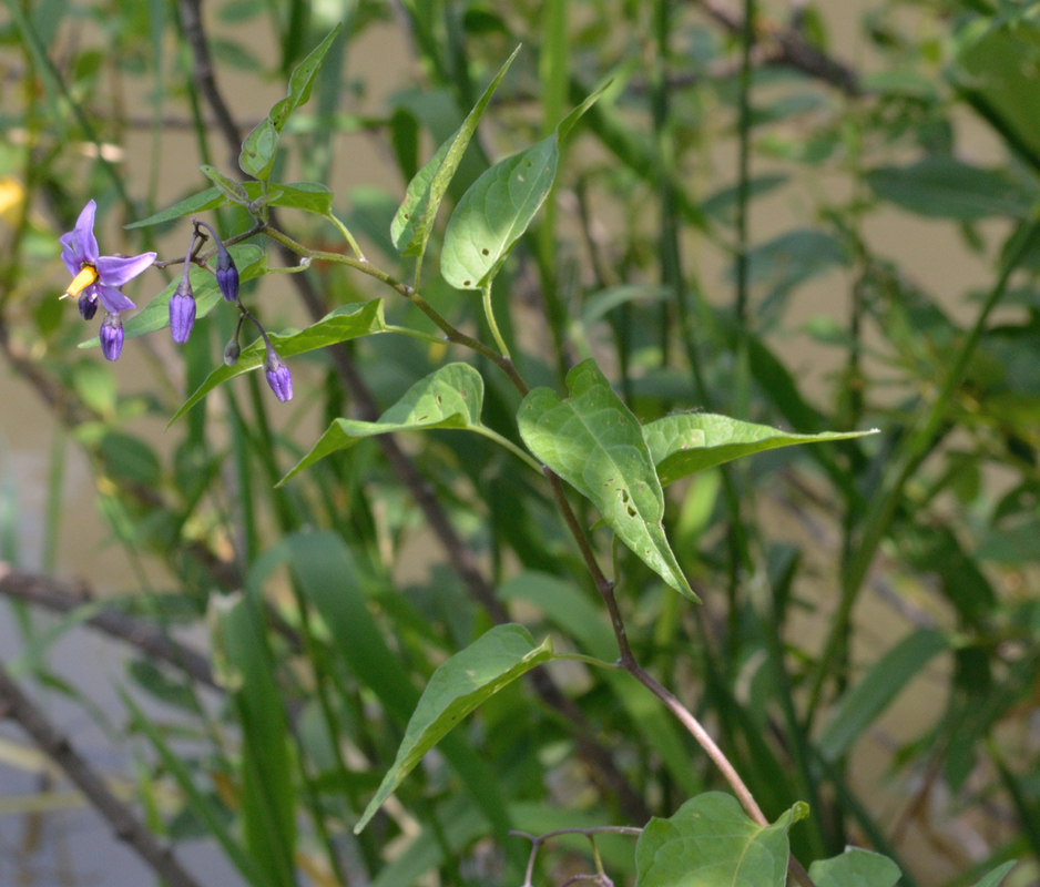 Image of Solanum dulcamara specimen.