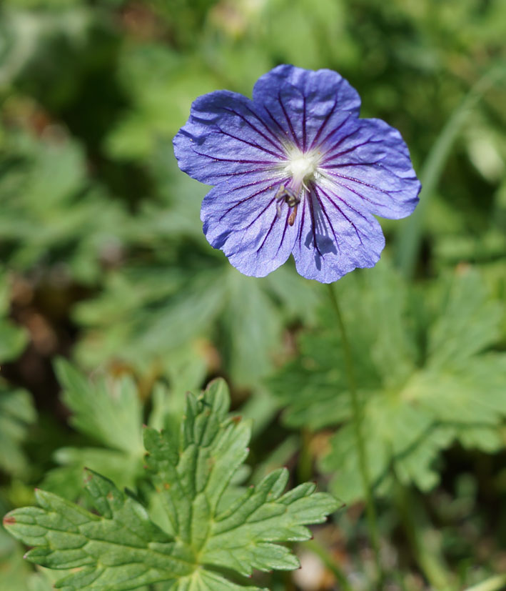 Image of Geranium ferganense specimen.