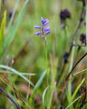 Polygala hybrida. Верхушка цветущего растения. Пермский край, Суксунский р-н, с. Ключи, разнотравный луг. 26.09.2015.