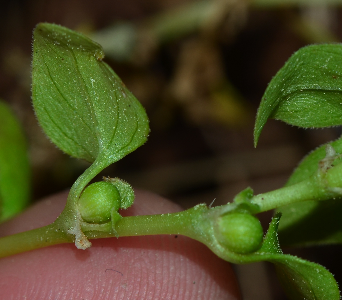 Изображение особи Theligonum cynocrambe.