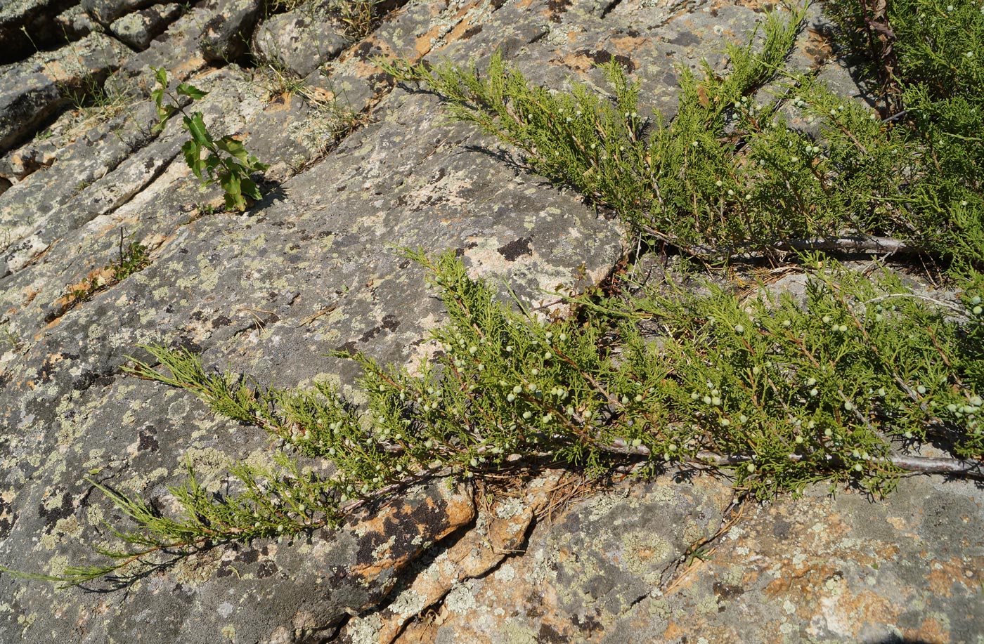 Изображение особи Juniperus sabina.