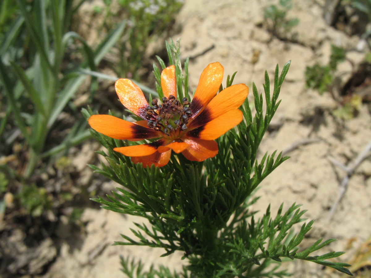 Изображение особи Adonis parviflora.