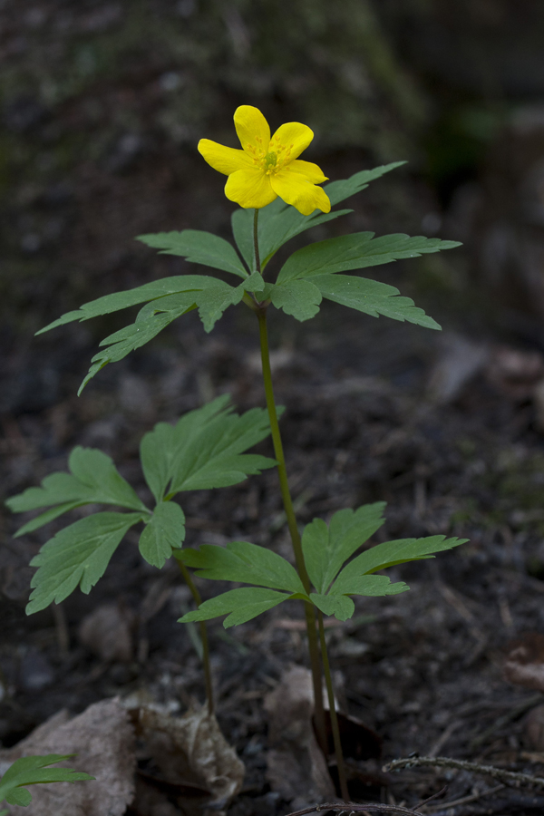 Image of Anemone ranunculoides specimen.