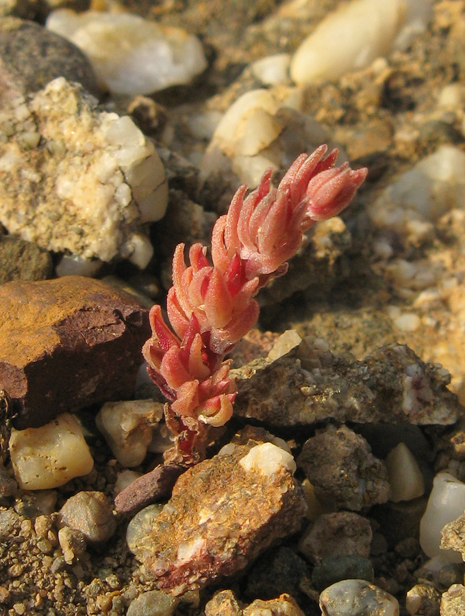 Image of Macrosepalum aetnense specimen.