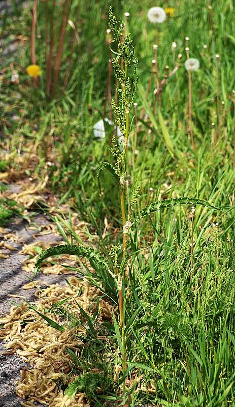 Image of Rumex crispus specimen.