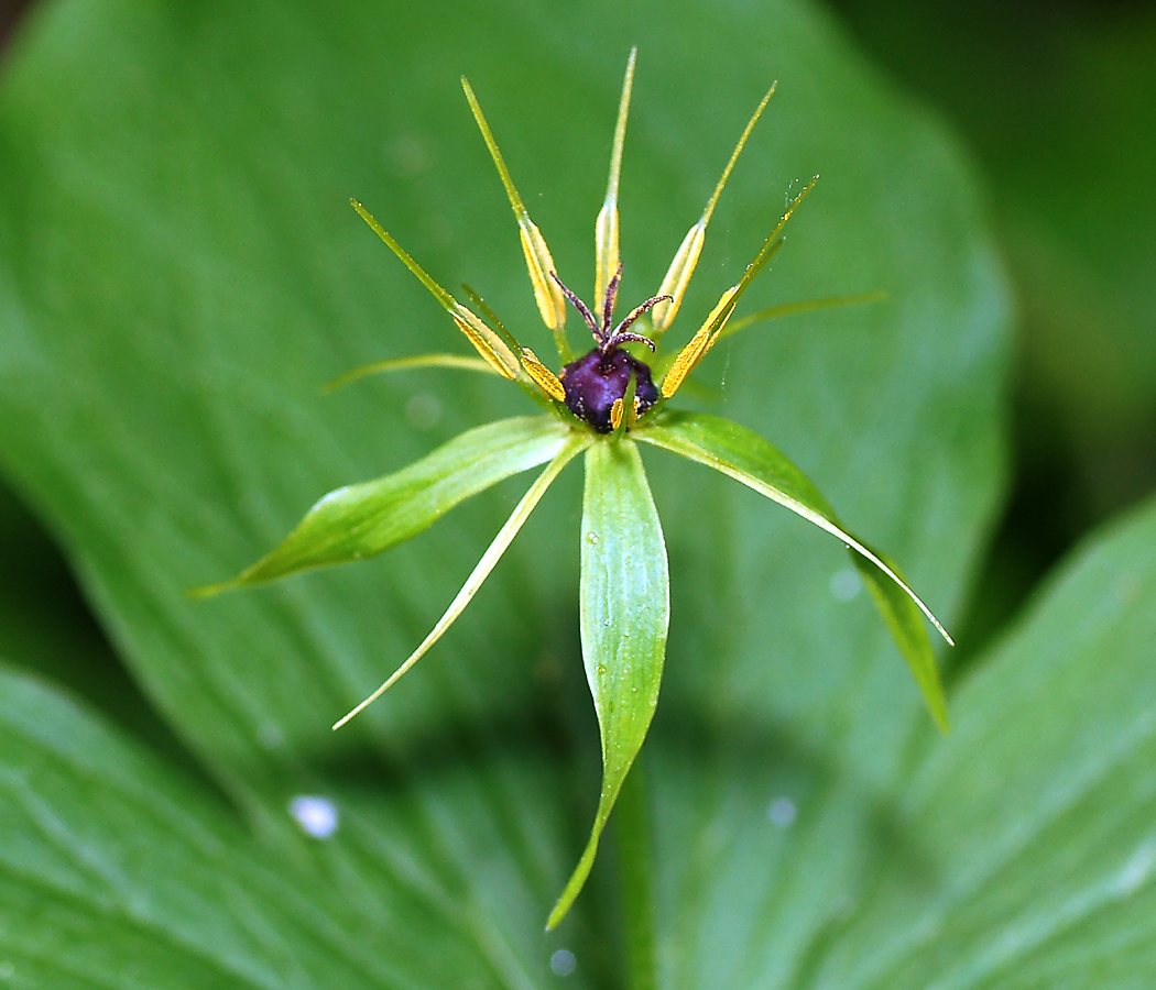 Image of Paris quadrifolia specimen.