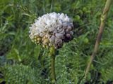 Filipendula vulgaris