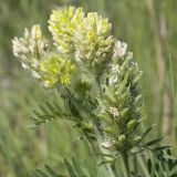 Oxytropis pilosa