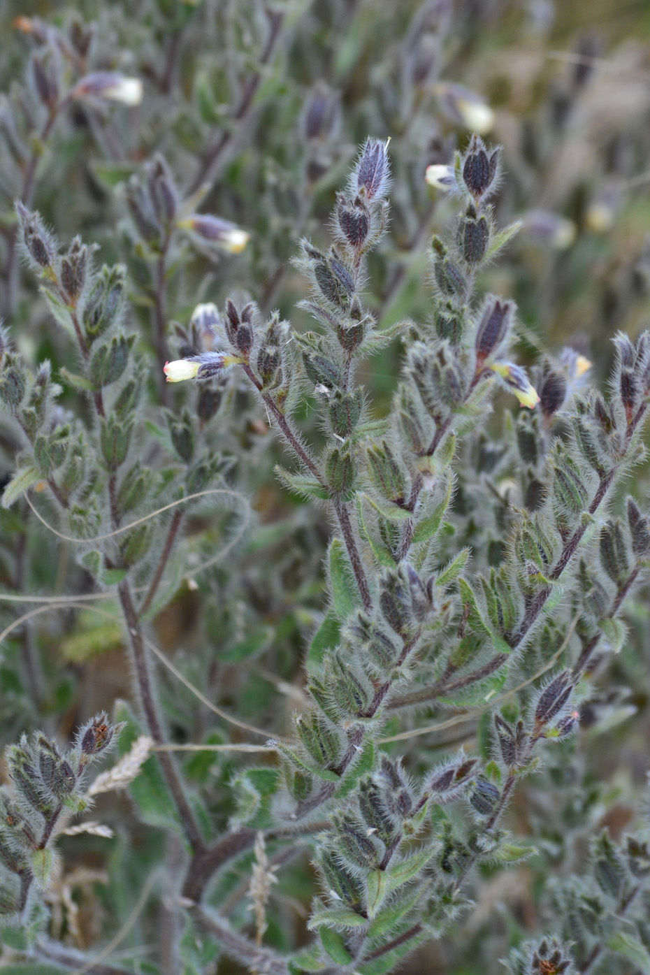 Image of Onosma tinctoria specimen.