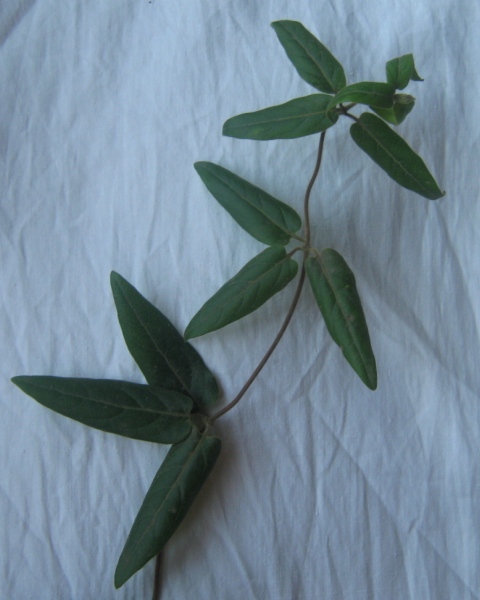 Изображение особи Lonicera japonica.