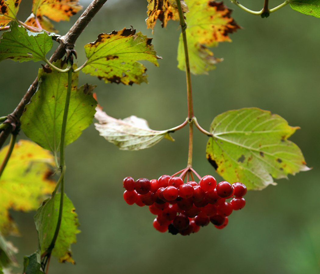 Image of Viburnum opulus specimen.