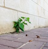 Ficus religiosa. Молодое растение у подпорной стенки. Израиль, Шарон, г. Герцлия, самосев. 18.10.2015.