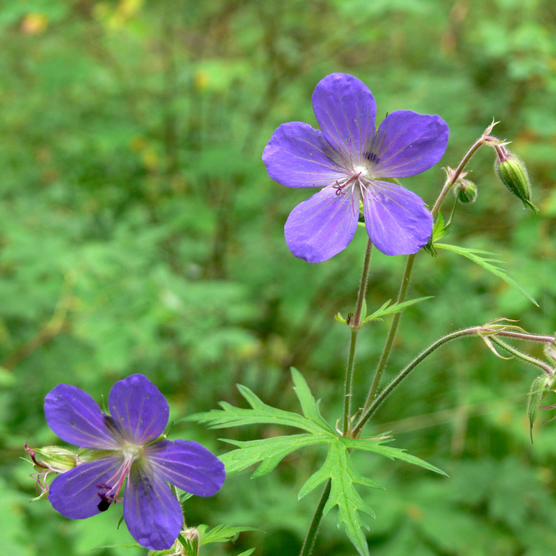 Изображение особи Geranium pratense.