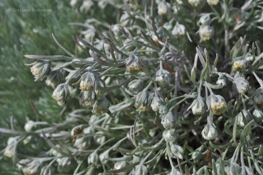 Image of Artemisia schmidtiana specimen.