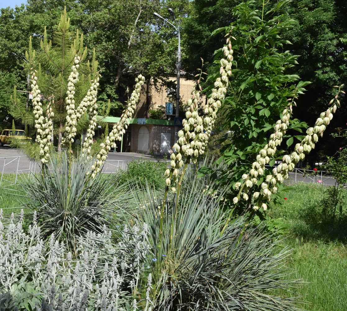 Image of genus Yucca specimen.