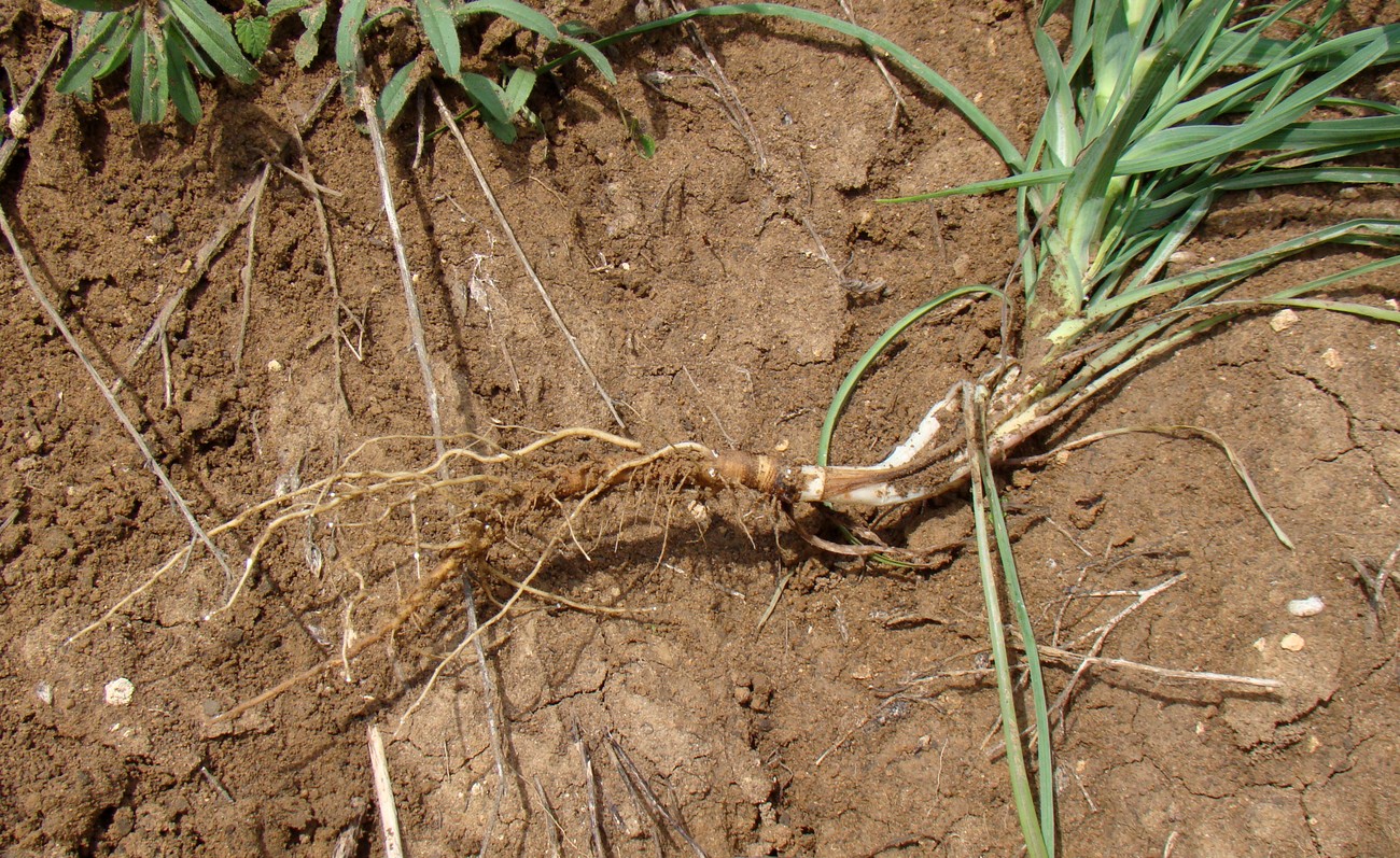 Изображение особи Tragopogon dubius.