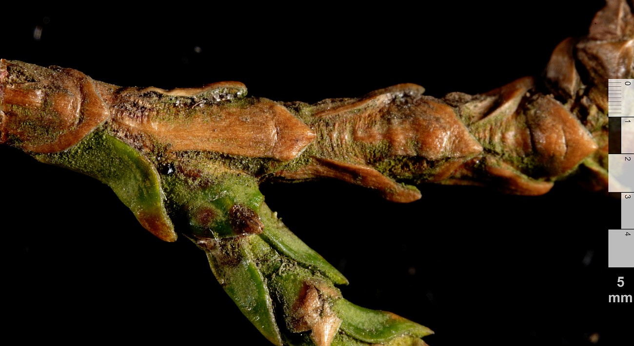 Image of Thuja standishii specimen.