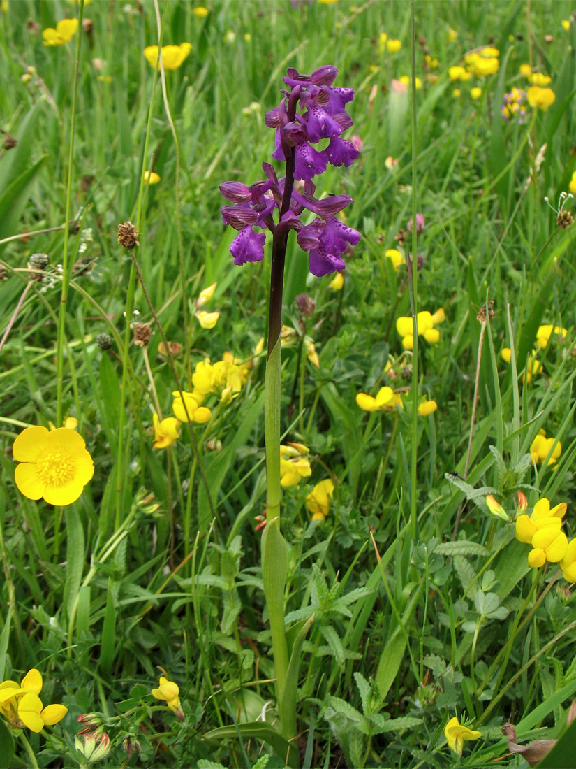 Изображение особи Anacamptis morio.