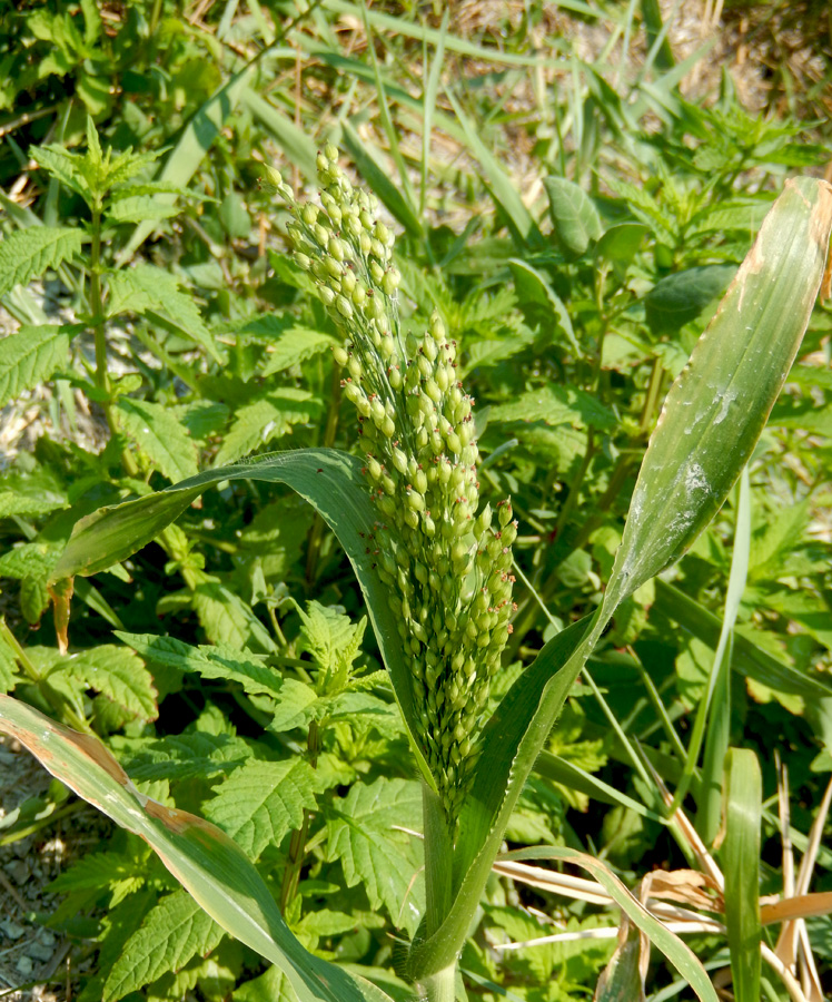 Image of Panicum miliaceum specimen.